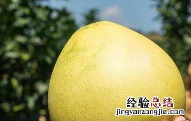 蜜柚的功效与作用及禁忌症是什么 蜜柚的功效与作用及禁忌