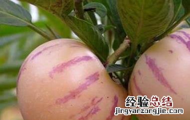 人参果的皮有什么功效 人参果皮的营养价值及功效