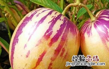 人参果的皮有什么功效 人参果皮的营养价值及功效