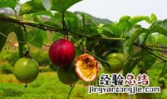 百香果可以种在花盆吗 花盆里种的百香果不开花怎么办
