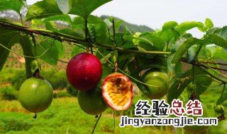 百香果可以种在花盆吗 花盆里种的百香果不开花怎么办
