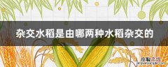 杂交水稻是由哪两种水稻杂交的 杂交水稻是由哪两种植物杂交的
