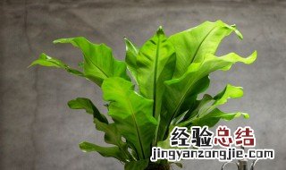 鸟巢蕨如何浇水 鸟巢蕨多久浇一次水