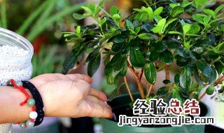 家庭给花施肥简单方法 家庭养花应该怎么合理施肥