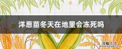 洋葱苗小到了冬天能不能冻死 洋葱苗冬天在地里会冻死吗