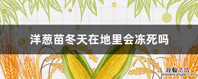洋葱苗小到了冬天能不能冻死 洋葱苗冬天在地里会冻死吗