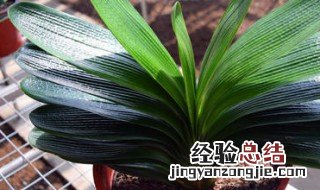 君子兰叶片位置如何校正 君子兰叶子的修正
