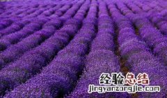 薰衣草适合几月份种植 薰衣草什么时候种植最好
