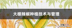 大棚辣椒种植技术与管理 大棚辣椒种植技术与管理视频