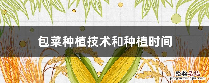 包菜种植技术和种植时间 包头菜的种植技术和时间
