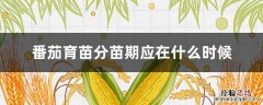 番茄育苗分苗期应在什么时候 番茄育苗时苗龄一般为多少天