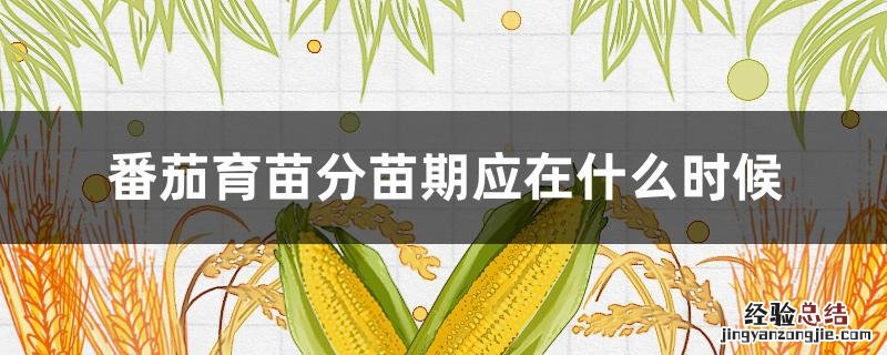 番茄育苗分苗期应在什么时候 番茄育苗时苗龄一般为多少天