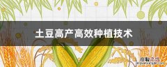土豆高产栽培技术 土豆高产高效种植技术
