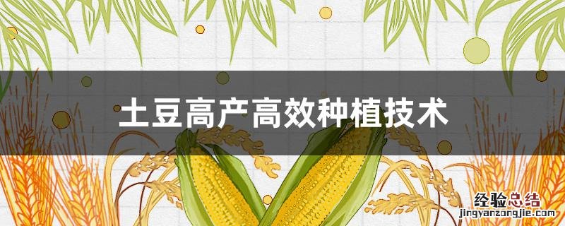 土豆高产栽培技术 土豆高产高效种植技术