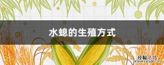 水螅的生殖方式图片 水螅的生殖方式