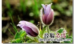 白头翁的功效与作用 白头翁的功效与作用图片