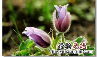 白头翁的功效与作用 白头翁的功效与作用图片