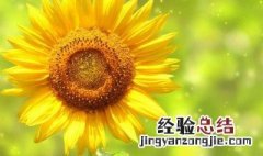 三朵向日葵的花语寓意是什么 三朵向日葵花语是什么
