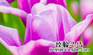紫藤花的花语是什么 紫罗藤的花语