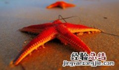 海星吃法 海星的正确吃法