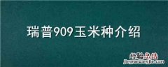 瑞普908玉米品种简介 瑞普909玉米种介绍