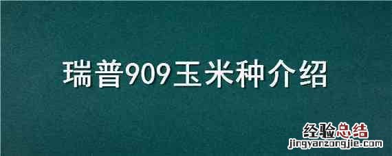 瑞普908玉米品种简介 瑞普909玉米种介绍