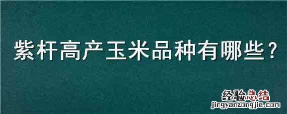 紫杆玉米品种高产吗 紫杆高产玉米品种有哪些