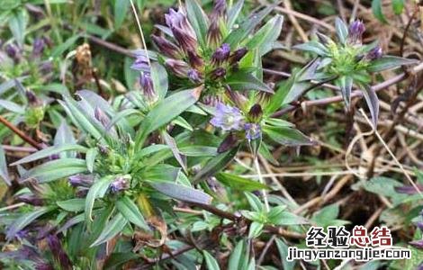 龙胆草的食用方法 龙胆草的食用方法与用量