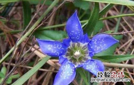 龙胆草的食用方法 龙胆草的食用方法与用量