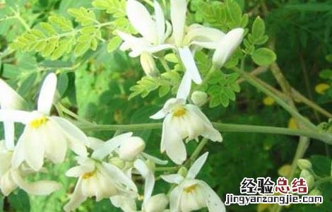 辣木如何食用 辣木的食用方法