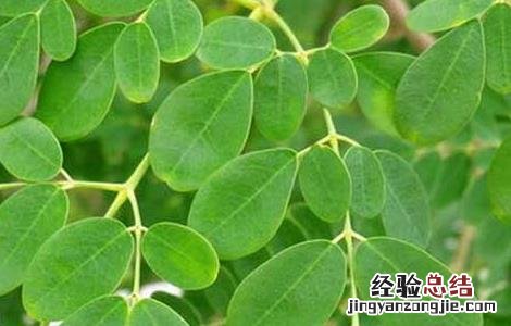辣木如何食用 辣木的食用方法