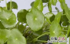 金钱草的食用方法和用量 金钱草的食用方法