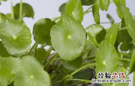 金钱草的食用方法和用量 金钱草的食用方法