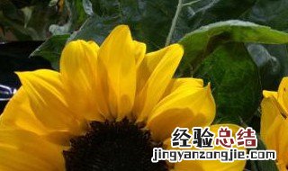 送向日葵好不好 送向日葵好不好呀