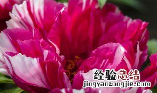 紫色玫瑰花代表的含义是什么 紫色玫瑰花的含义是什么