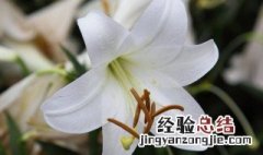 11朵百合花象征的意义是什么呢 11朵百合花象征的意义是什么
