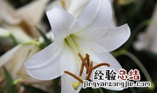 11朵百合花象征的意义是什么呢 11朵百合花象征的意义是什么