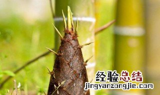 竹笋能吃吗 野生竹笋能吃吗