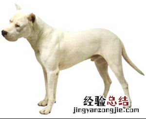 无锡市禁止个人饲养的犬类 无锡市养犬管理条例禁养