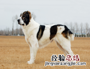 无锡市禁止个人饲养的犬类 无锡市养犬管理条例禁养