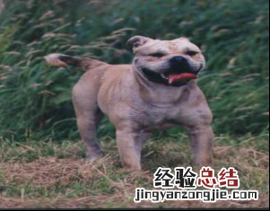 无锡市禁止个人饲养的犬类 无锡市养犬管理条例禁养