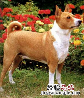 无锡市禁止个人饲养的犬类 无锡市养犬管理条例禁养