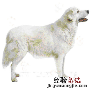 无锡市禁止个人饲养的犬类 无锡市养犬管理条例禁养