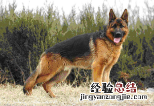 无锡市禁止个人饲养的犬类 无锡市养犬管理条例禁养