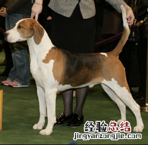 无锡市禁止个人饲养的犬类 无锡市养犬管理条例禁养
