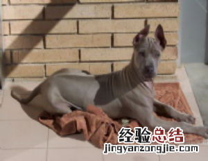 无锡市禁止个人饲养的犬类 无锡市养犬管理条例禁养