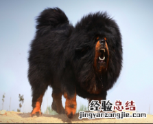 无锡市禁止个人饲养的犬类 无锡市养犬管理条例禁养