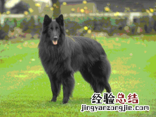 无锡市禁止个人饲养的犬类 无锡市养犬管理条例禁养