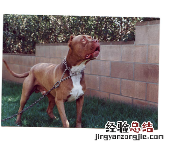 无锡市禁止个人饲养的犬类 无锡市养犬管理条例禁养