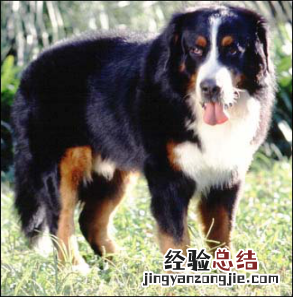 无锡市禁止个人饲养的犬类 无锡市养犬管理条例禁养